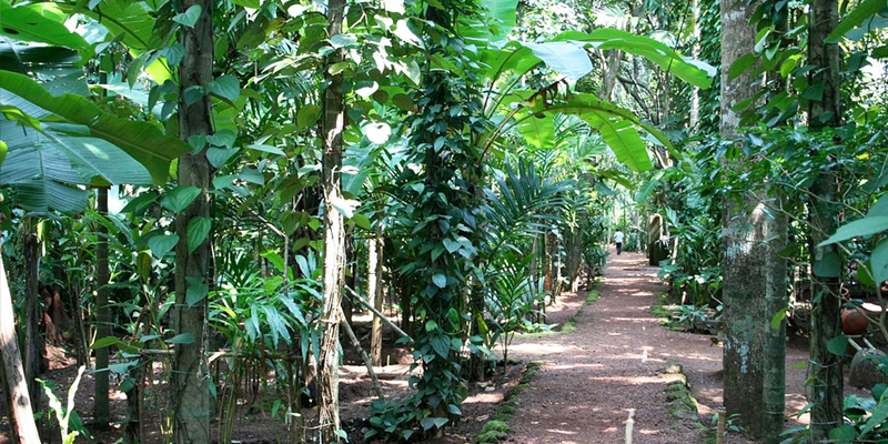 Spice Plantation Goa