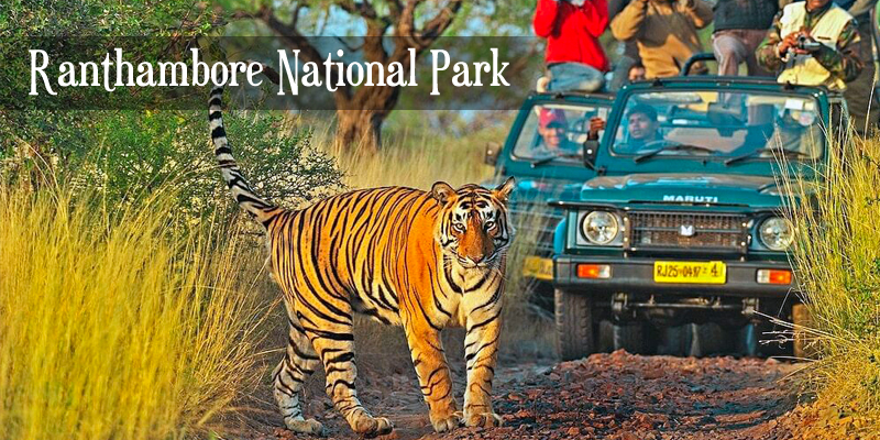 Ranthambore National Park